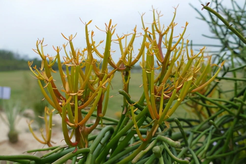 品种简介:绿玉树拉丁名:euphorbia tirucalli,英文名