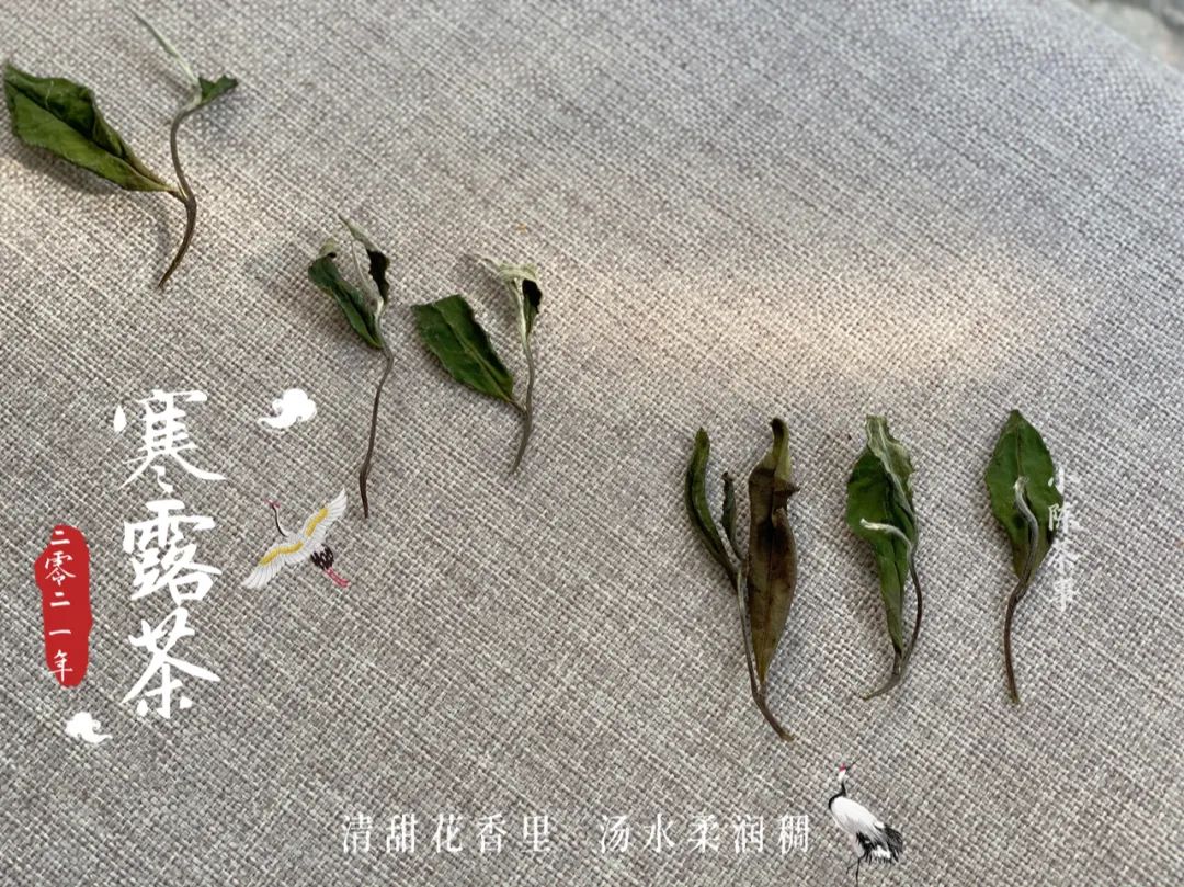 2021寒露茶，素雅若九秋菊，莹莹似月中之月，幽兰之香，清冷芬芳