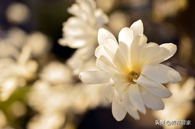 玉兰花的样子和特点（盘点玉兰花常见的15个品种）