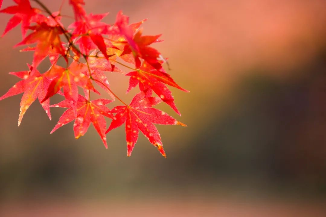 白居易诗中的秋天，赏一树秋色，享一世安暖