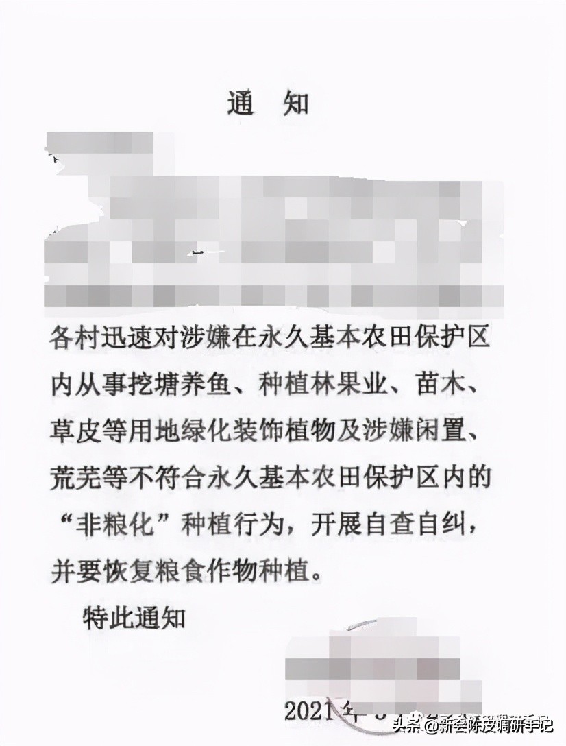 新会陈皮：花蕾才谢，果才挂稳，但“预订柑价”已比去年涨3倍？