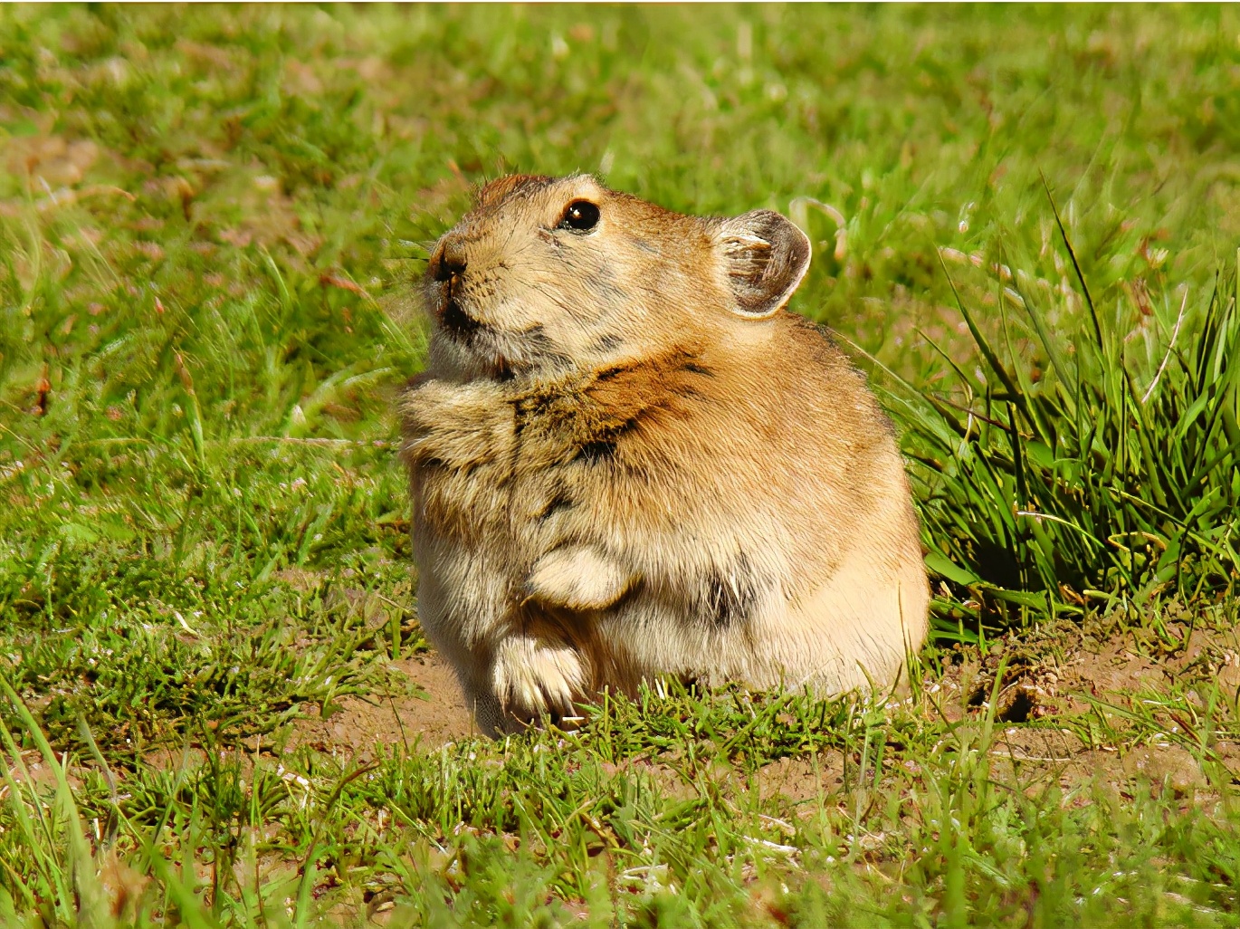高原鼠兔:高原上全是我的天敌,有人惦记我身子,有人盯着我的窝