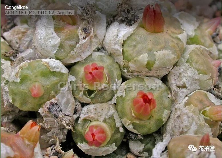 图鉴｜多肉植物番杏科之肉锥花品种图鉴大全（一）