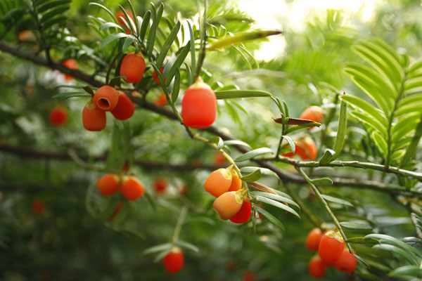 红豆杉果实美观价值高，怎么养成室内盆景？这几点要知道！