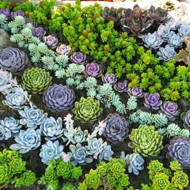 最美的尼姑庵，不烧香只种花，看一眼就想出家
