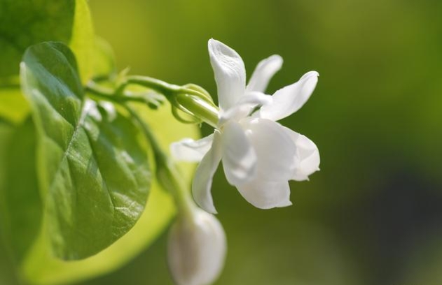 学会正确修剪茉莉花，不仅苗壮株型美，而且还可开花多