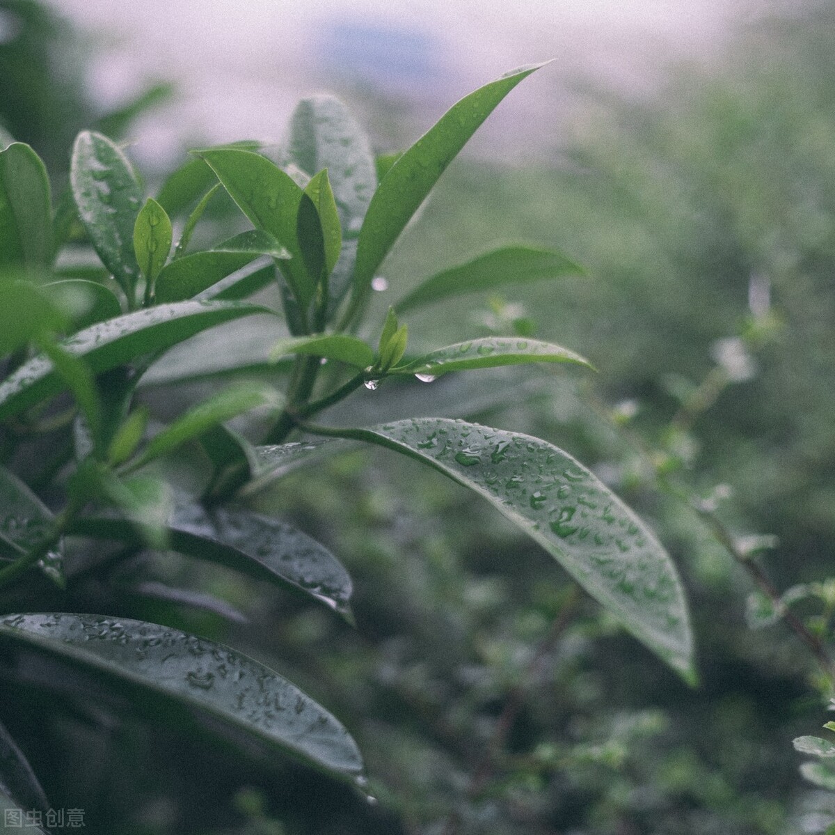 浅夏淡过花开时，听落雨如诗，听时光滴落，听年华漫过水岸