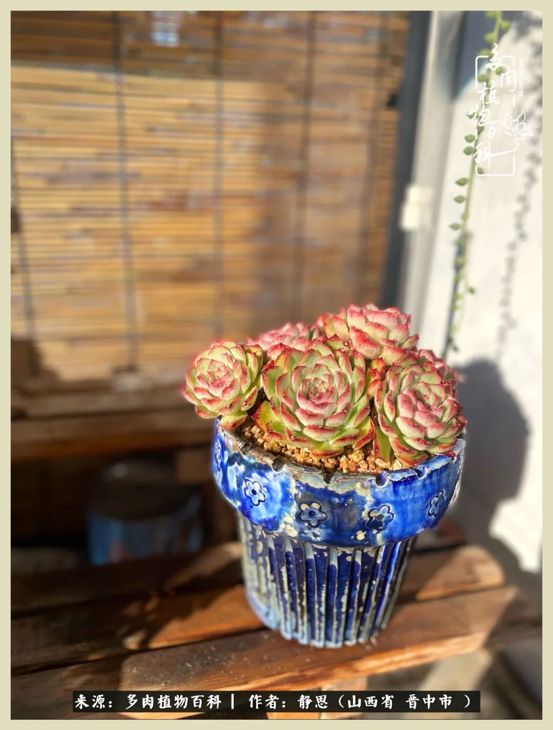 这低谷的一年,感谢多肉的陪伴