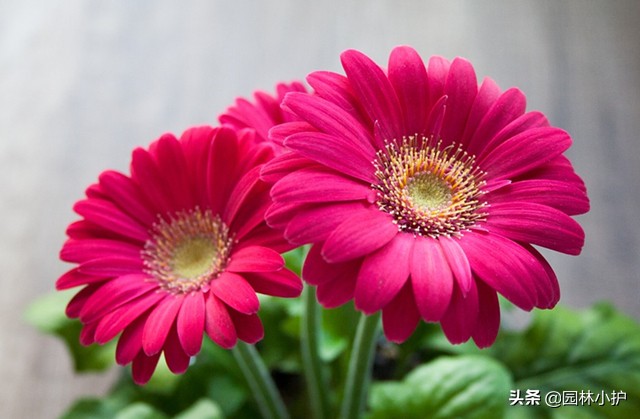 红色菊花代表什么意思（不同品种的菊花花语）