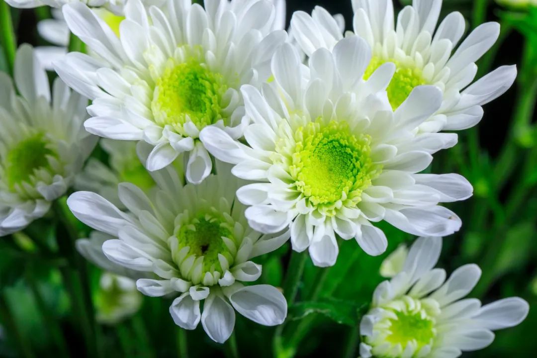 赞美菊花的诗句（10首菊花诗词唯美了整个秋天）
