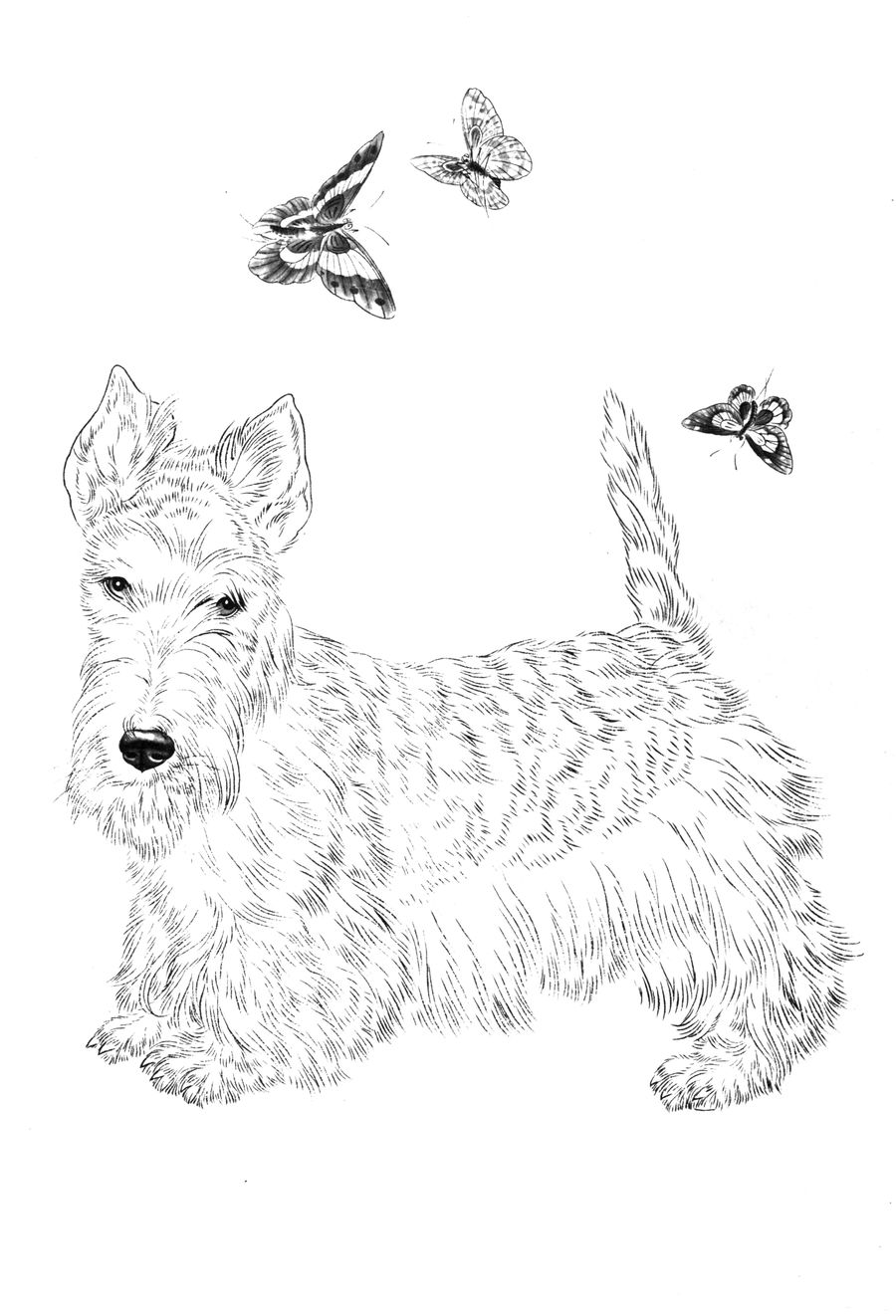 名犬高清白描线稿图片下载16幅