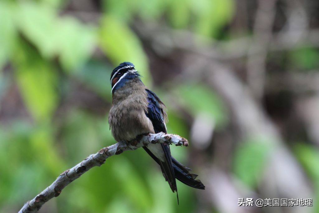 lemur是什么动物(为什么有些红毛猩猩的”腮帮子“没那么大？)