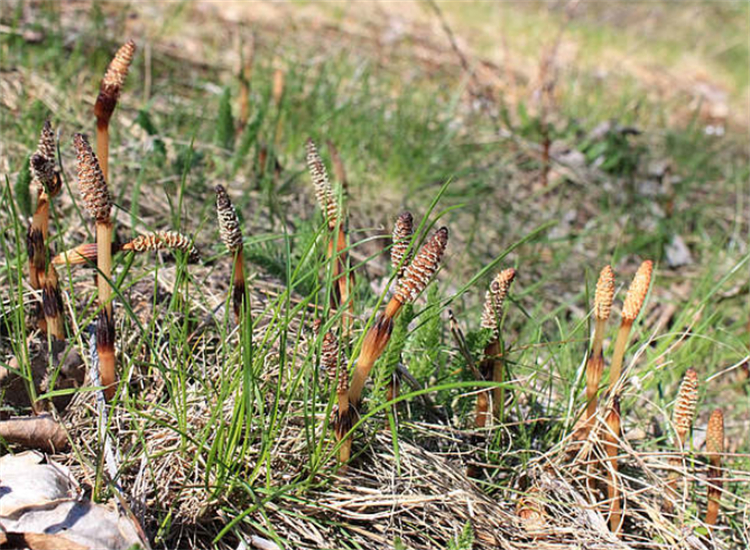 问荆草图片(伴随金矿而生的2种野草) - 赤虎壹号
