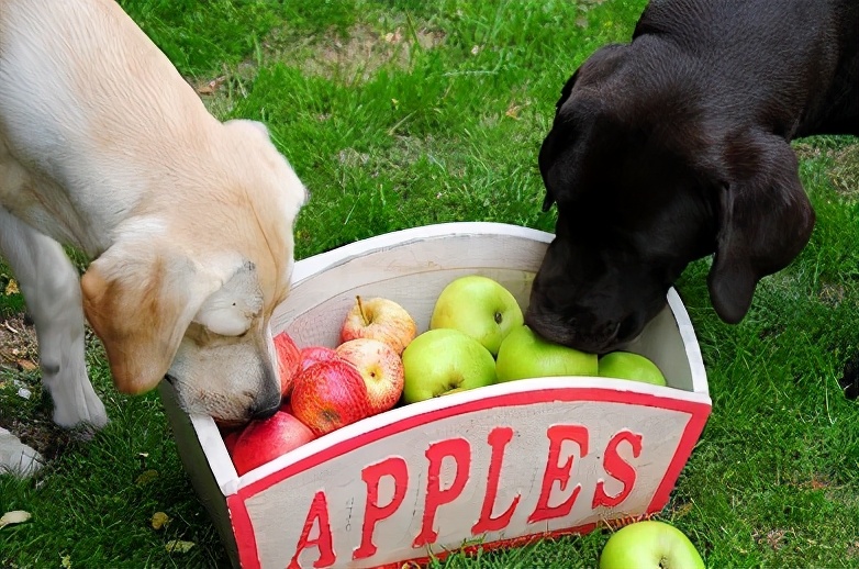 狗狗水果不能乱吃,但这几种可以放心吃