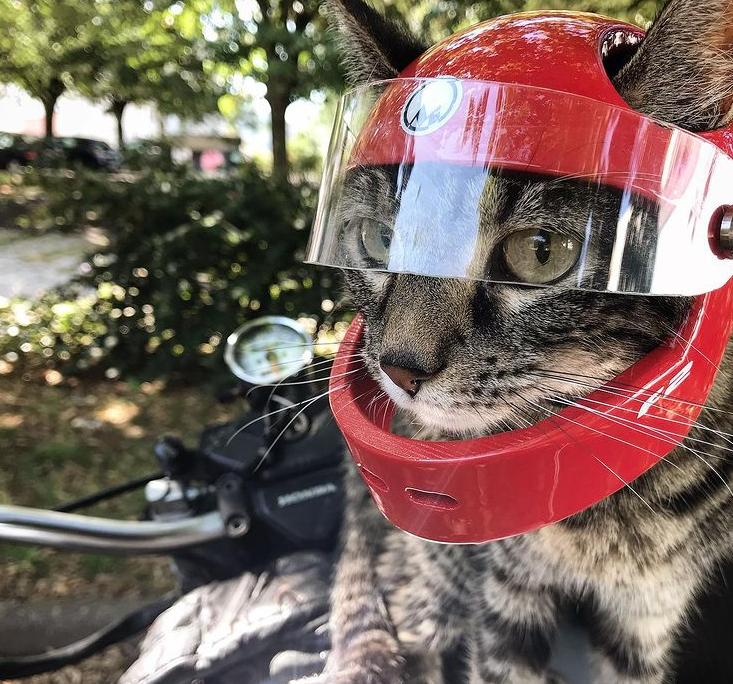 這隻貓咪喜歡兜風，於是主人為它做了各種各樣的頭盔，羨慕哭了