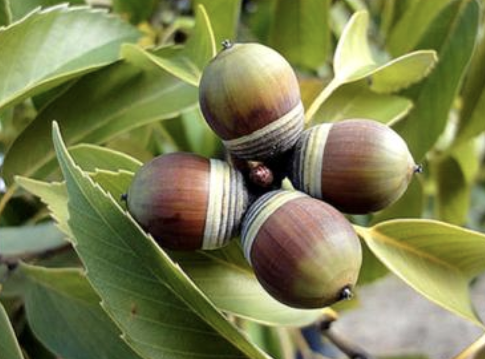 橡子树又叫什么树(科普关于橡子树的学科名)