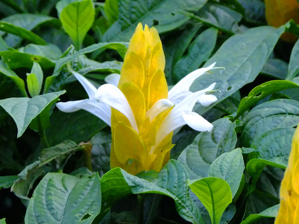 两三个月不变的宝塔,上面开出白色的小花,美丽而新奇