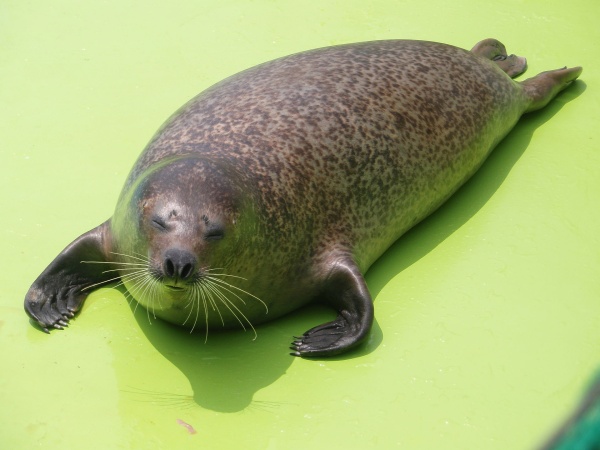 海豹是哺乳動物嗎(哺乳綱動物之海豹,海獅和海象)