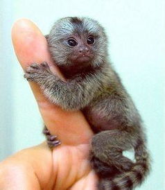 世界上最小的猴子是什么猴（最小的猴子——拇指猴）-第7张图片