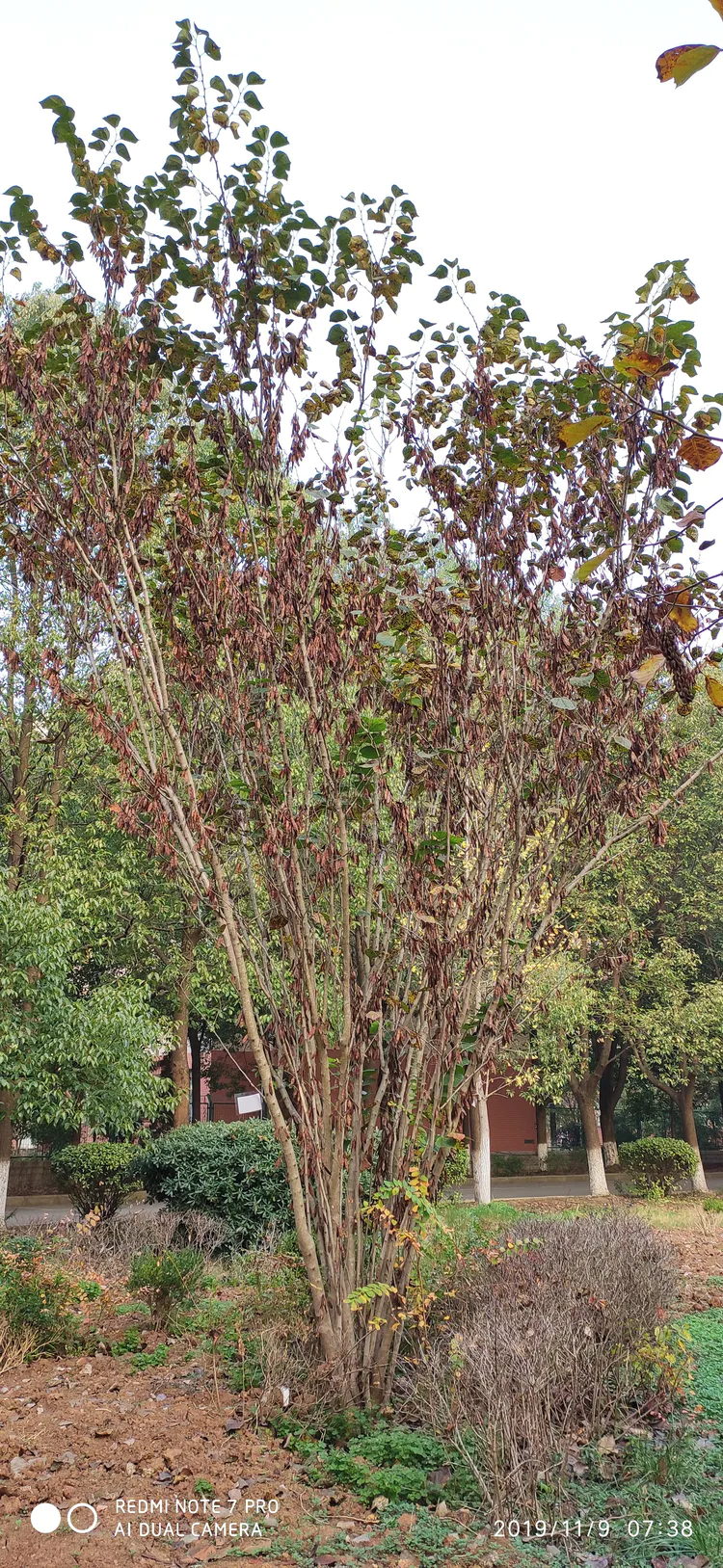 陪你一起看湖北省广水一中①——走进植物王国