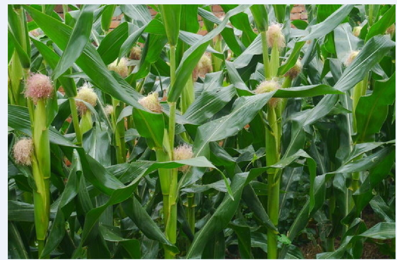 玉米甘薯马铃薯的引种历史