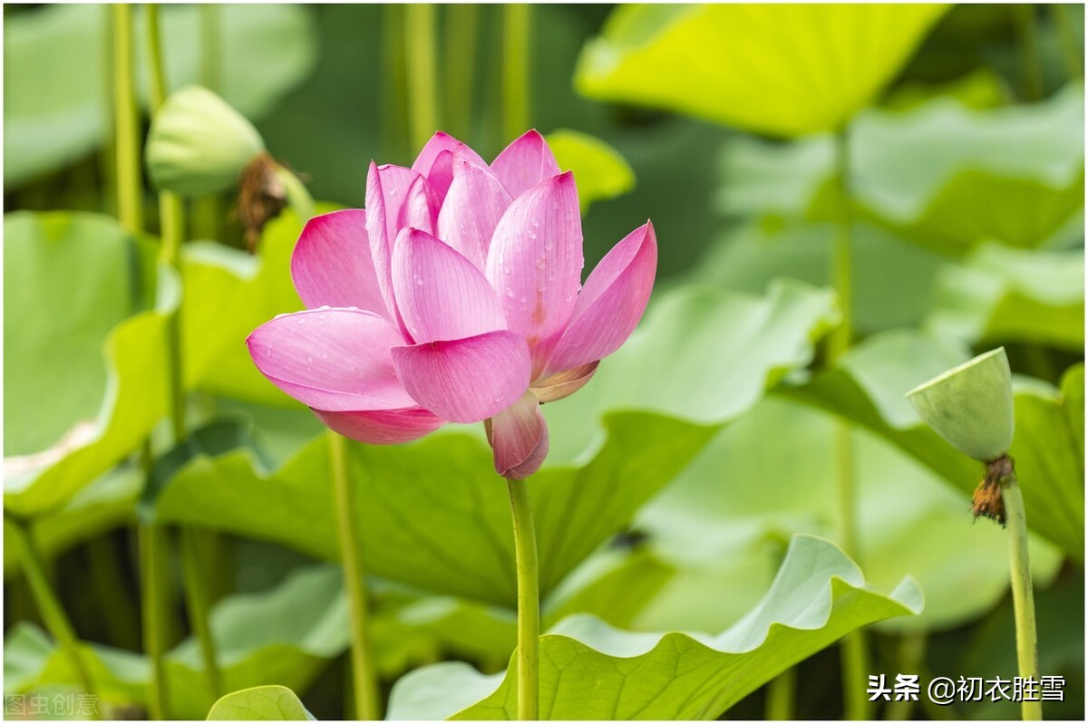 纳兰性德唯美荷花两首，一朵芙蓉著秋雨，并蒂莲花绾红妆