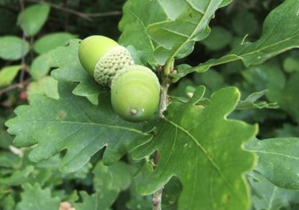 橡子树又叫什么树(科普关于橡子树的学科名)