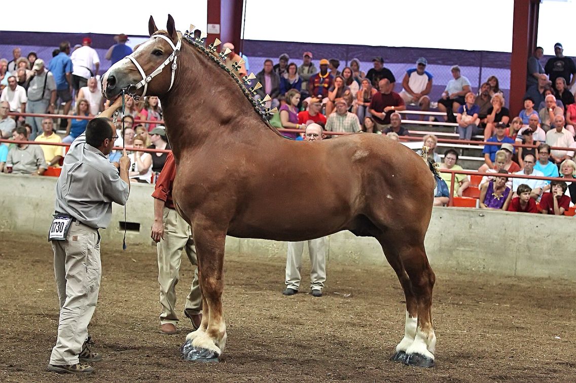 马的下面长什么样(马国营小学长什么样)-情感知识库-动动脑