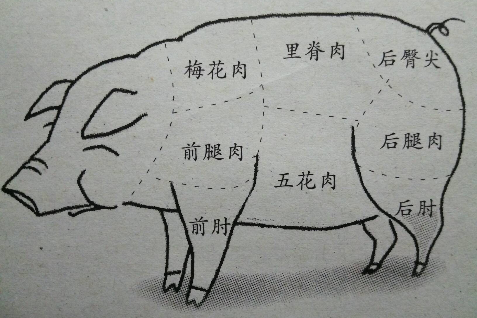 梅花肉位置图图片