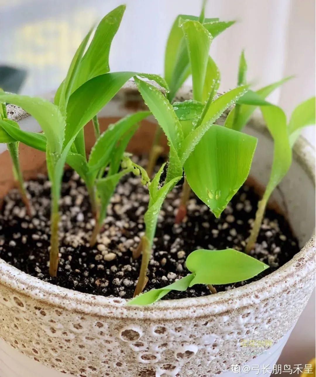 鈴蘭花圖片,鈴蘭花圖片 唯美