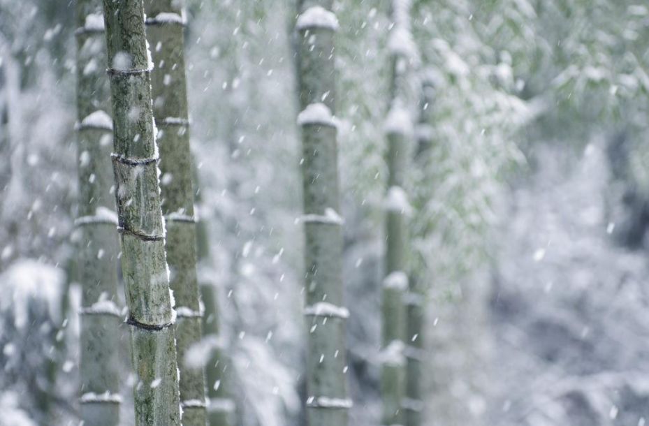 「诗词鉴赏」古诗词中的雪竹，不负岁寒心！