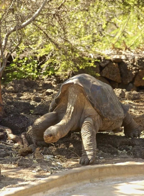 平塔岛象龟灭绝原因图片