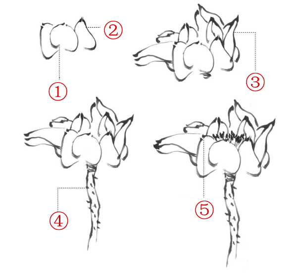22问荷花花头有几种不同的画法