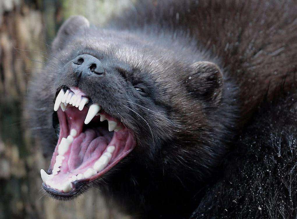 貂熊:夹缝中的兽尸清道夫,实力比肩猞猁,可独自捕食400斤马鹿