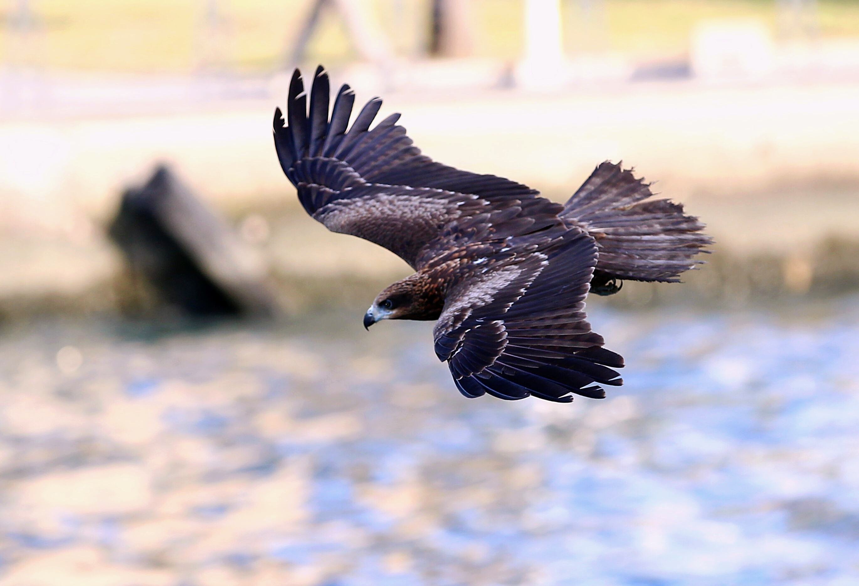 关于草原雄鹰的说说