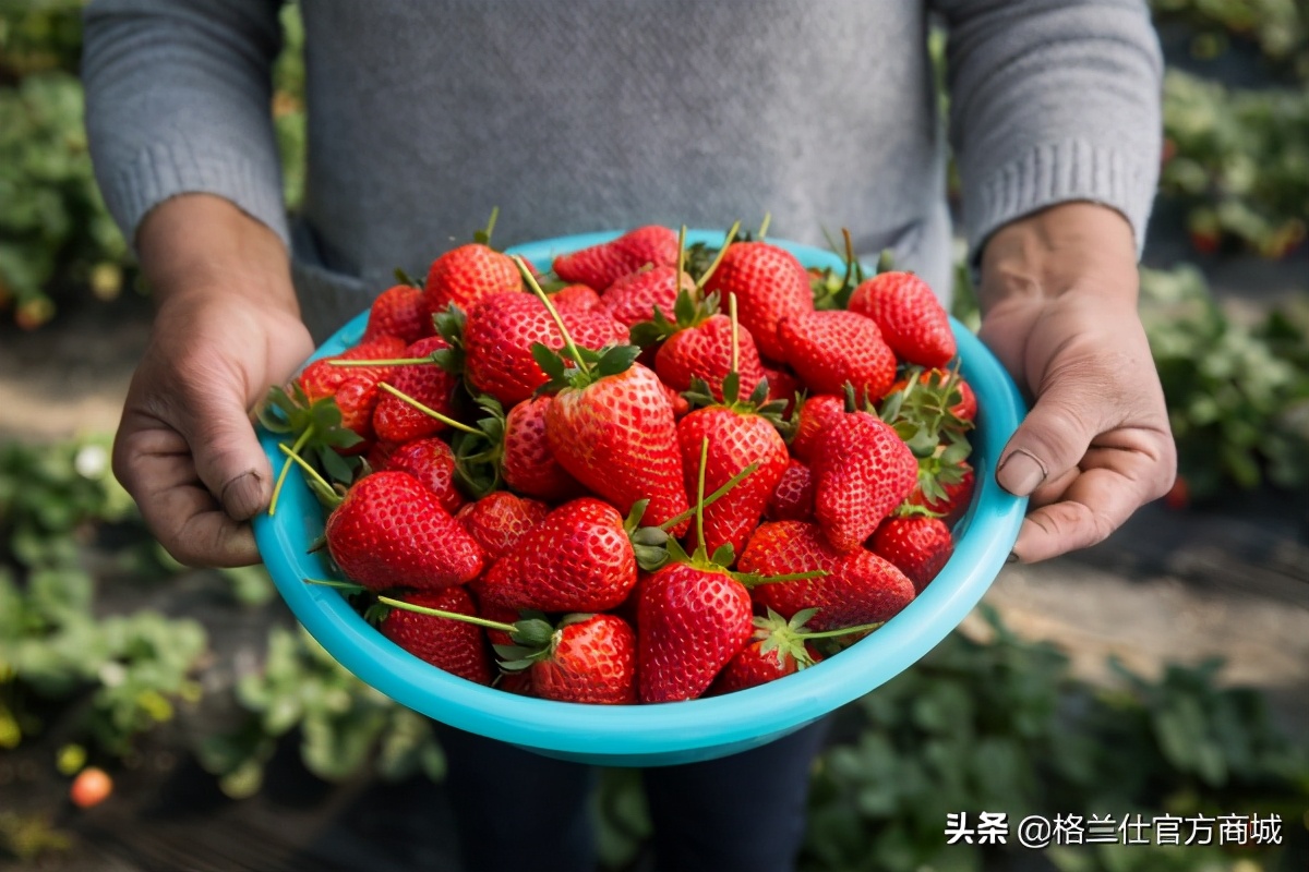 草莓好吃但容易坏，教你一招，存放更久不浪费