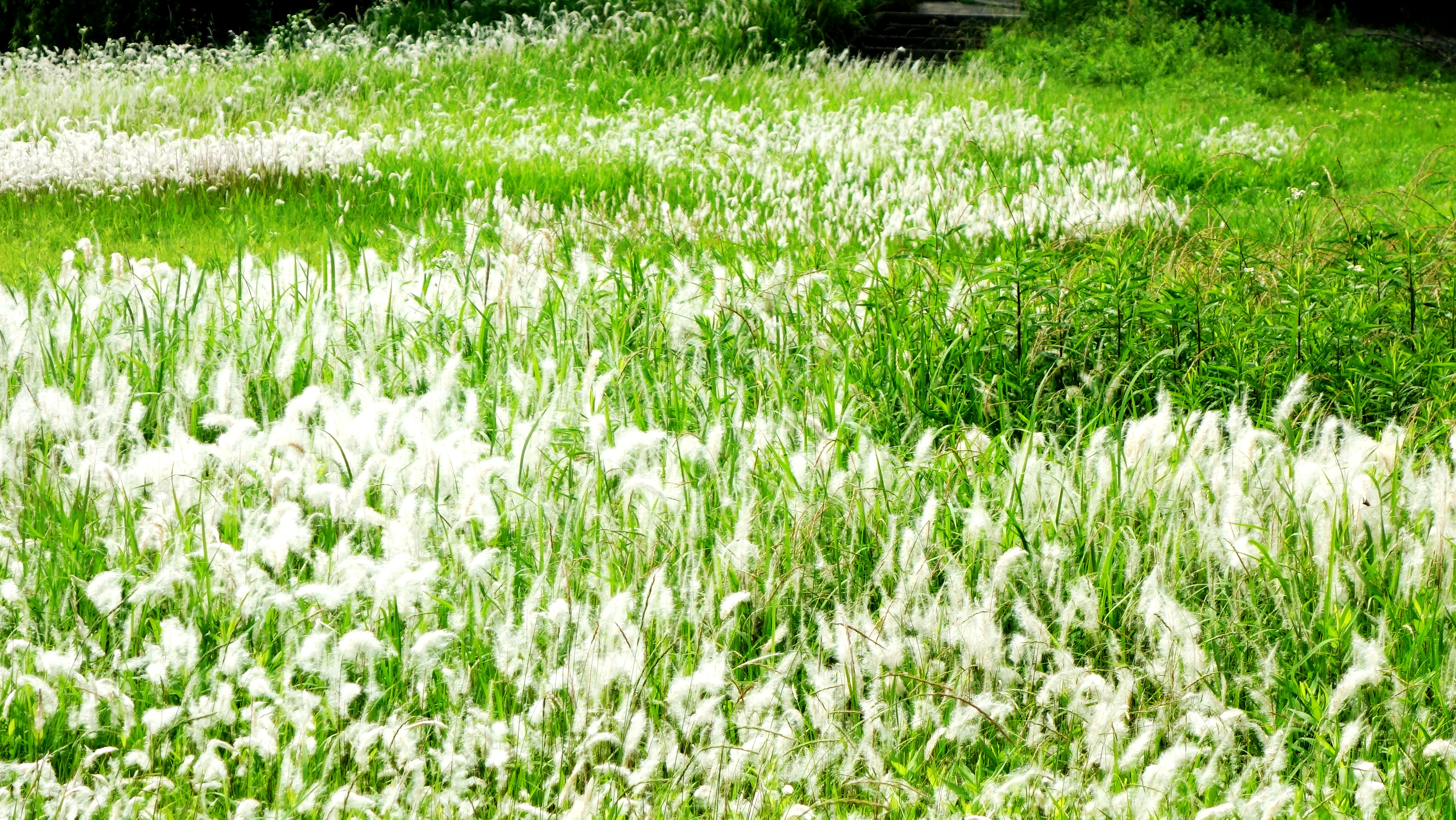 白茅草：从《诗经》的风花雪月，走向李时珍的《本草纲目》