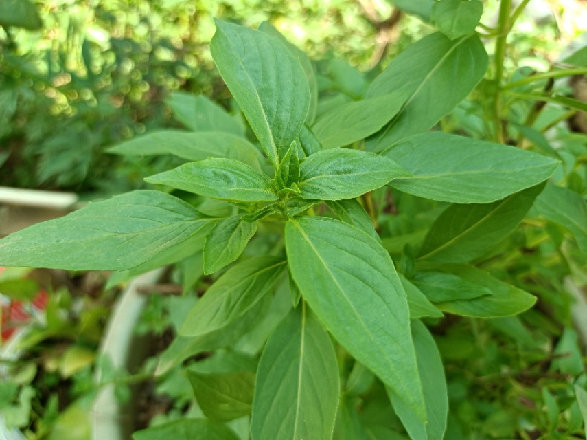 3種以臭聞名的野菜，聞著臭，吃著香，用來配菜是一絕，作用很大