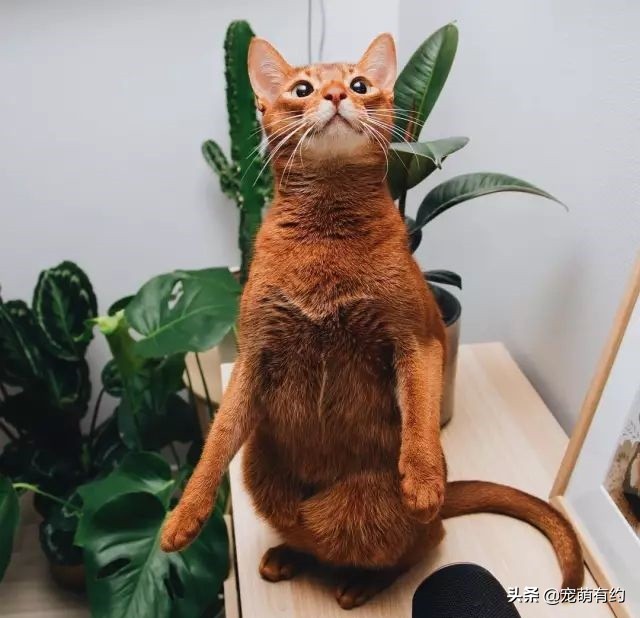 全世界公认的猫中帝王——阿比西尼亚猫，你喜欢吗？
