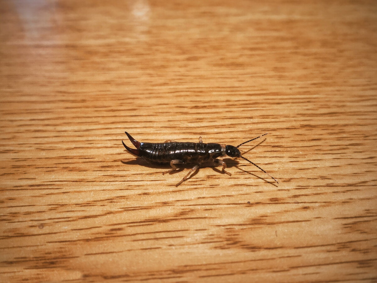 夹子虫是从哪里爬出来的蠼螋对人的危害