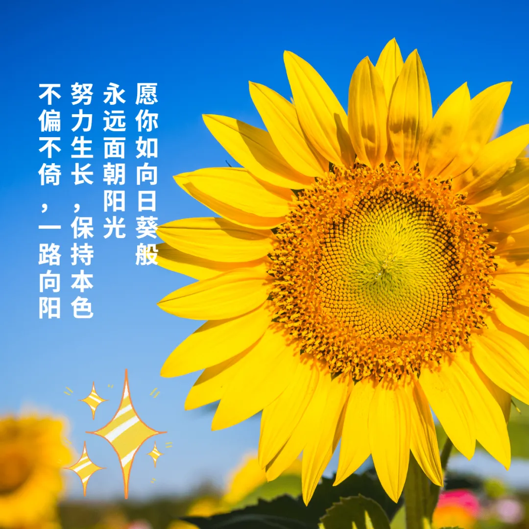 适合发朋友圈的最新早安语录图片