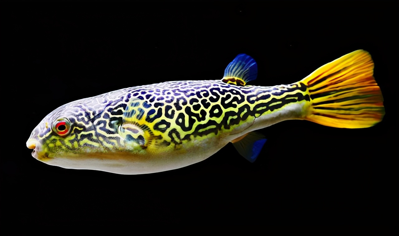 20公分红龙鱼价格表不要总说自己饲养的观赏鱼很低档