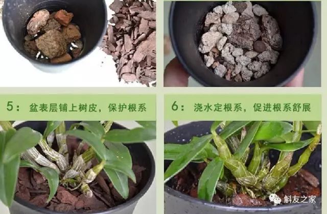 种石斛兰的植料，原来这样配比种一盆活一盆…