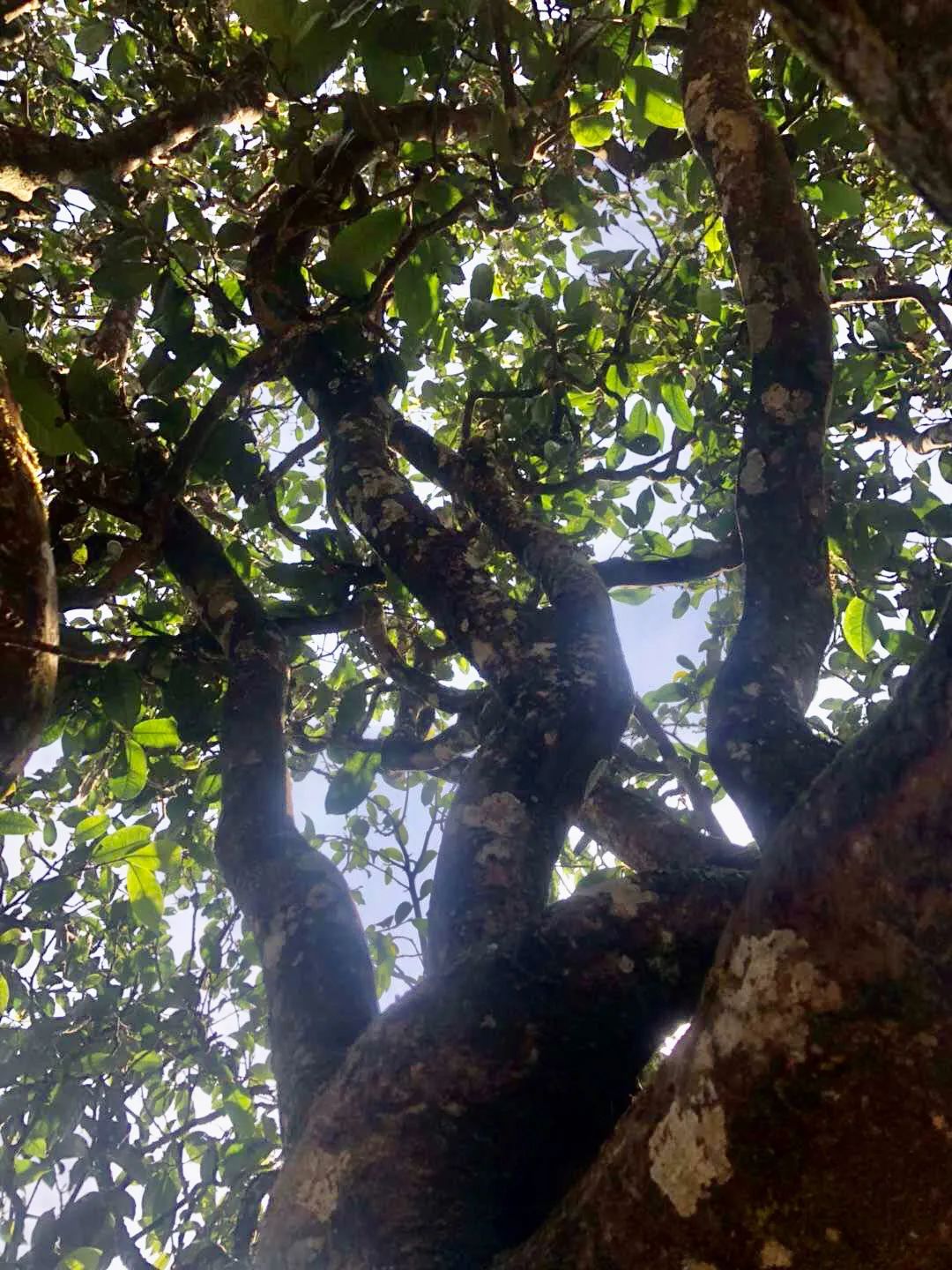 天韵·茶王树|集冰岛古茶之大美,品赏最纯粹的冰糖甜韵