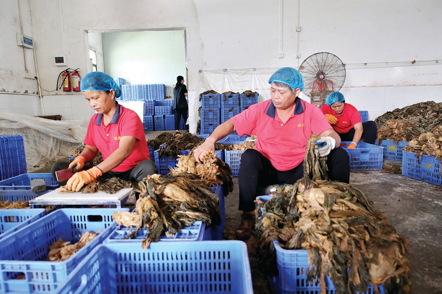 惠城橫瀝 中國梅菜之鄉 美名傳 慶豐包子 成客戶 天天看點