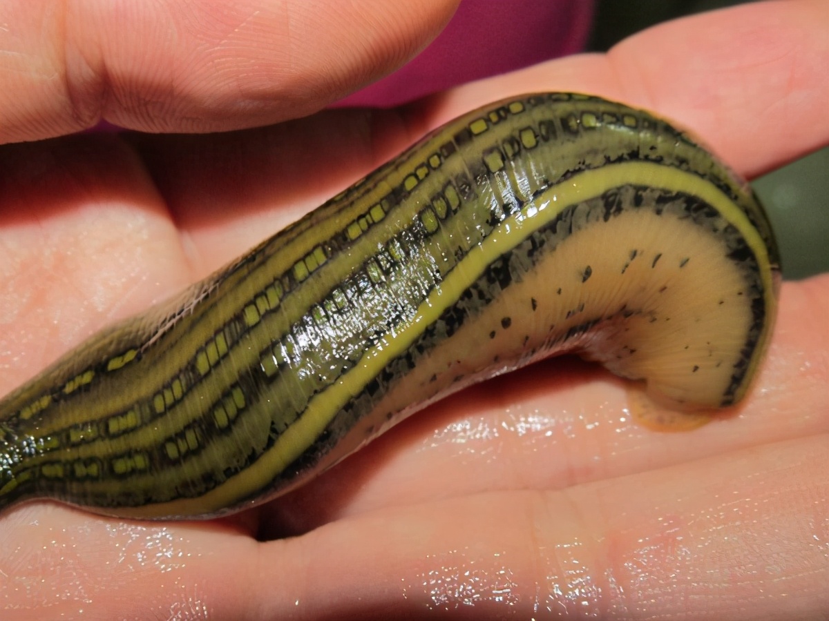 吸血蜗牛图片(可敬的人) - 赤虎壹号