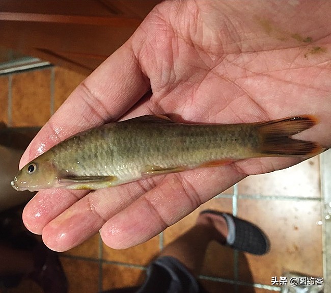钳鱼到底脏不脏(中国野生鱼土著鱼类介绍)