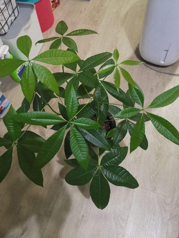 办公桌上养盆花,皮实好养又招财,天天看着心情好
