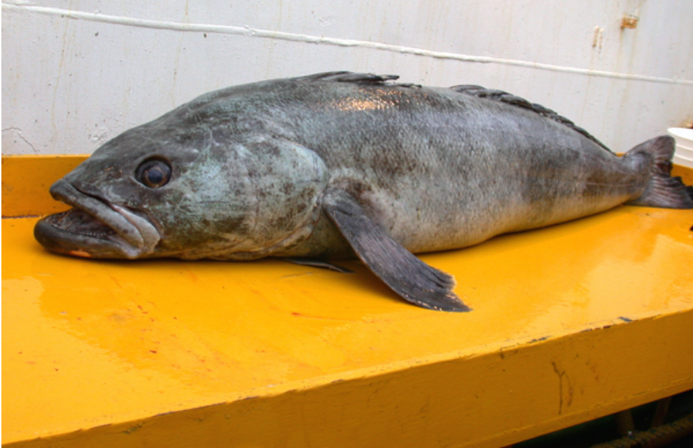 一条法国银鳕鱼,引发的南极危机