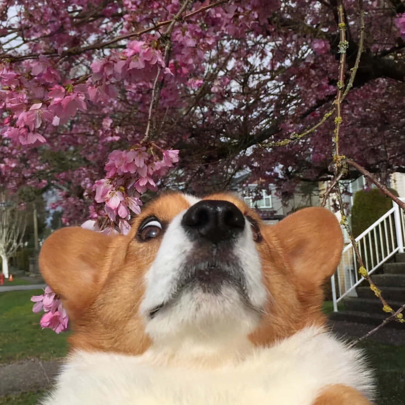 苏克凌云石头独尊贝塔君子英雄蒙奇霸总老爷西王母年糕达达阿巴西木一